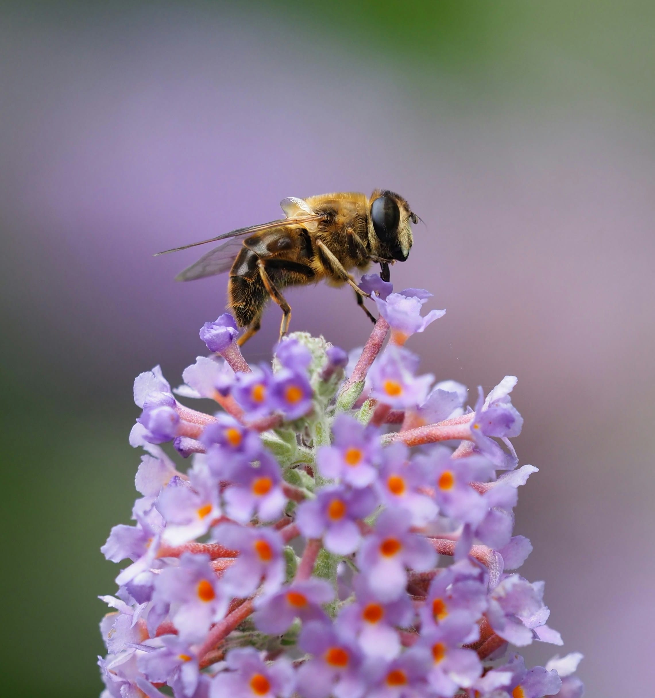 arjan-de-jong-4Id57roC9nw-unsplash